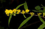 Wreath goldenrod